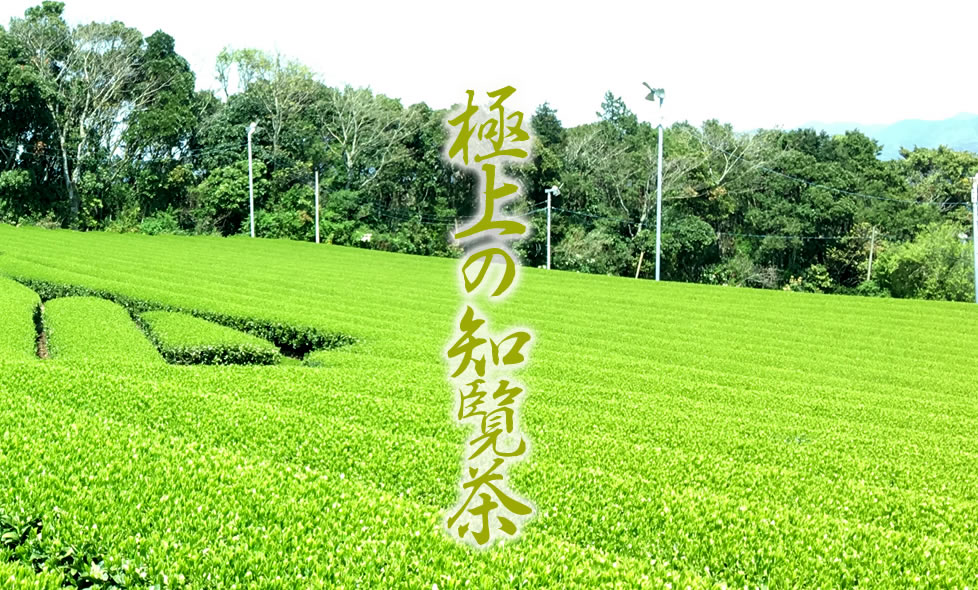 トップページ - 株式会社 枦川製茶 | 鹿児島知覧茶 高級知覧茶のお茶